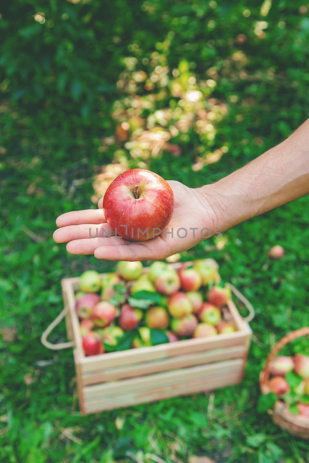 Man gardener picks apples in the garden in the garden. Selective focus. nature.