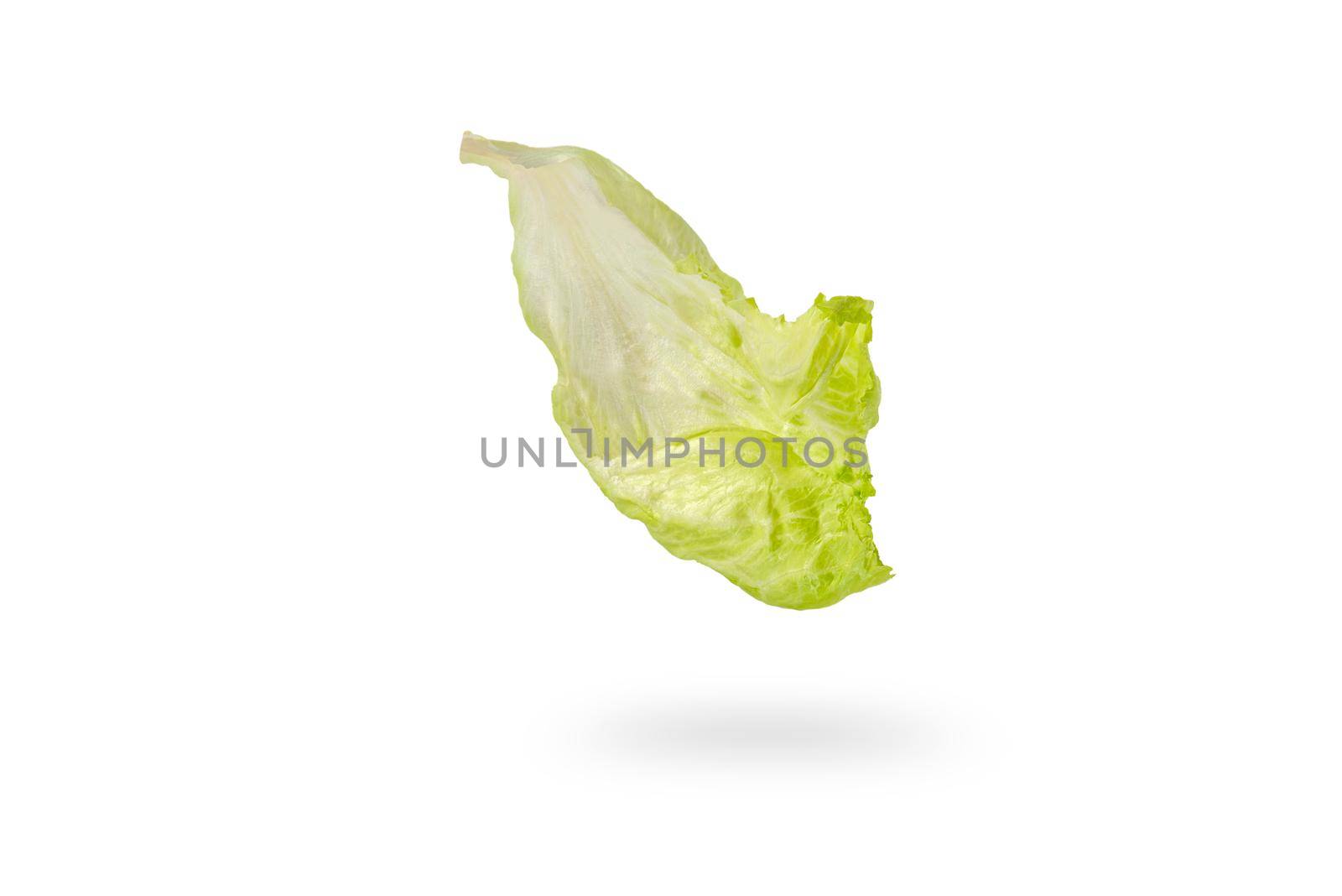 Iceberg lettuce green leaves isolated on white background. Fresh lettuce leaf drops with shadow.Ingredients for hamburgers.