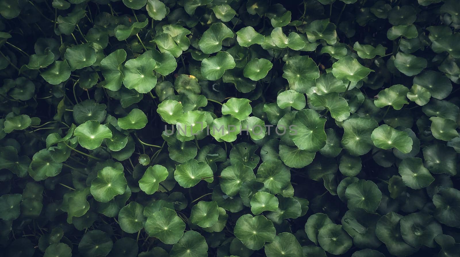 Green leaves pattern background, Natural background and wallpaper. Save world green idea design. by Petrichor
