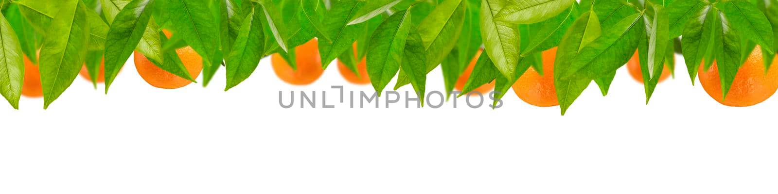 Tangerines in leaves are arranged in a row on a white background. Mandarin tree leaves with tangerines for label printing or design.