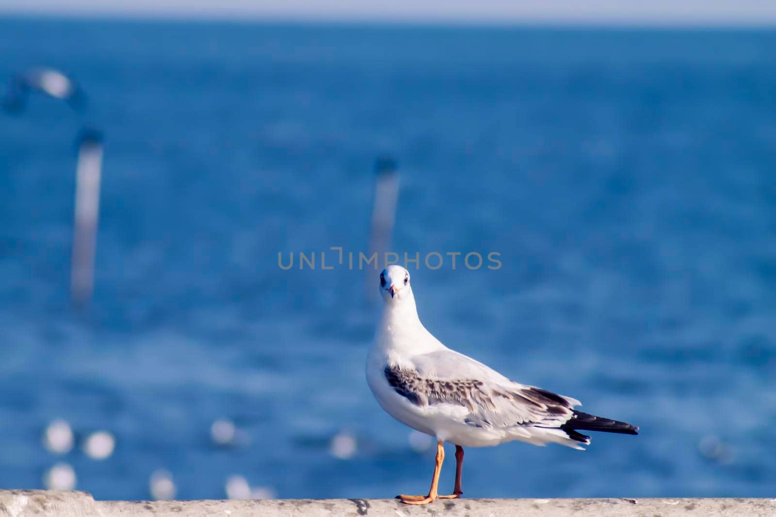 Seagull portrait animal wildlife over blur blue sea nature background by Petrichor