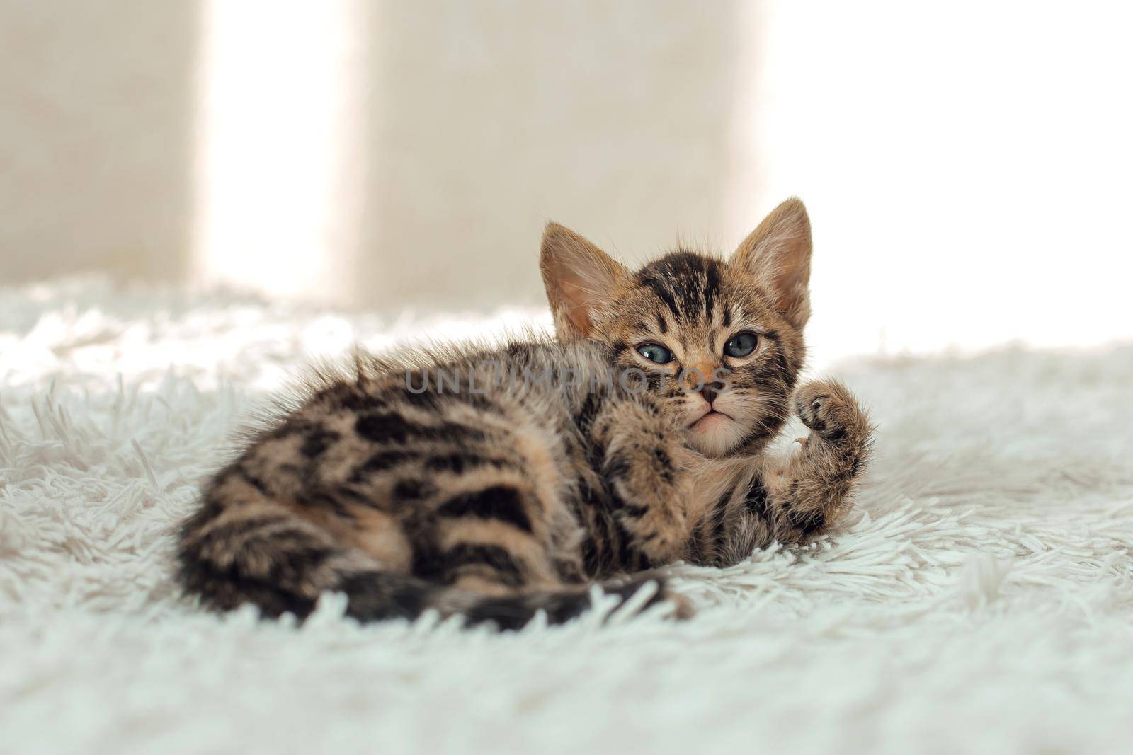 Cute bengal one month old kitten on the white fury blanket close-up.