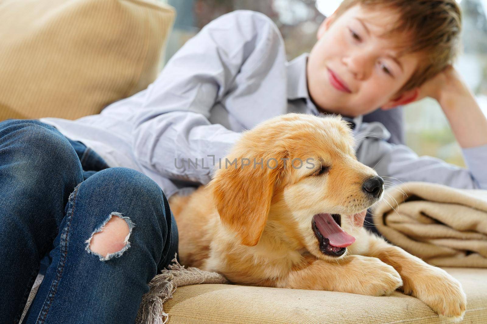 hovawart golden puppy. Young Boy Playing with his Puppy at home. pets and children. happy boy dreaming about a puppy