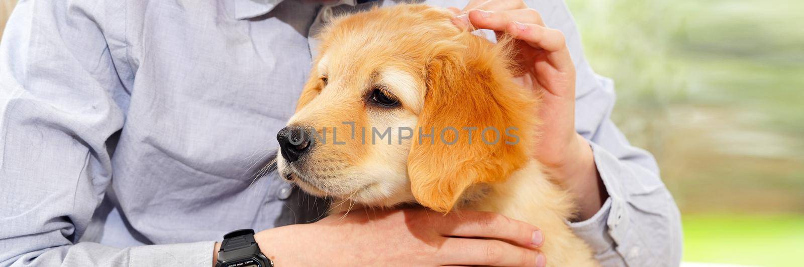 Golden Hovawart cute puppy. Portrait of cute puppy with teen boy in room. Happy cute puppy resting in the arms of a child, a dream come true. Golden Retriever sweet puppy