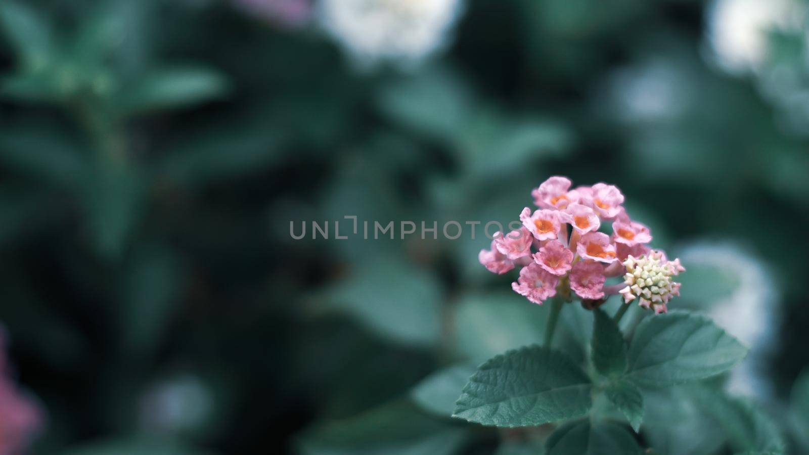 Nature Minimal Concept - Green Leaves Background with small little pink flower; by Petrichor