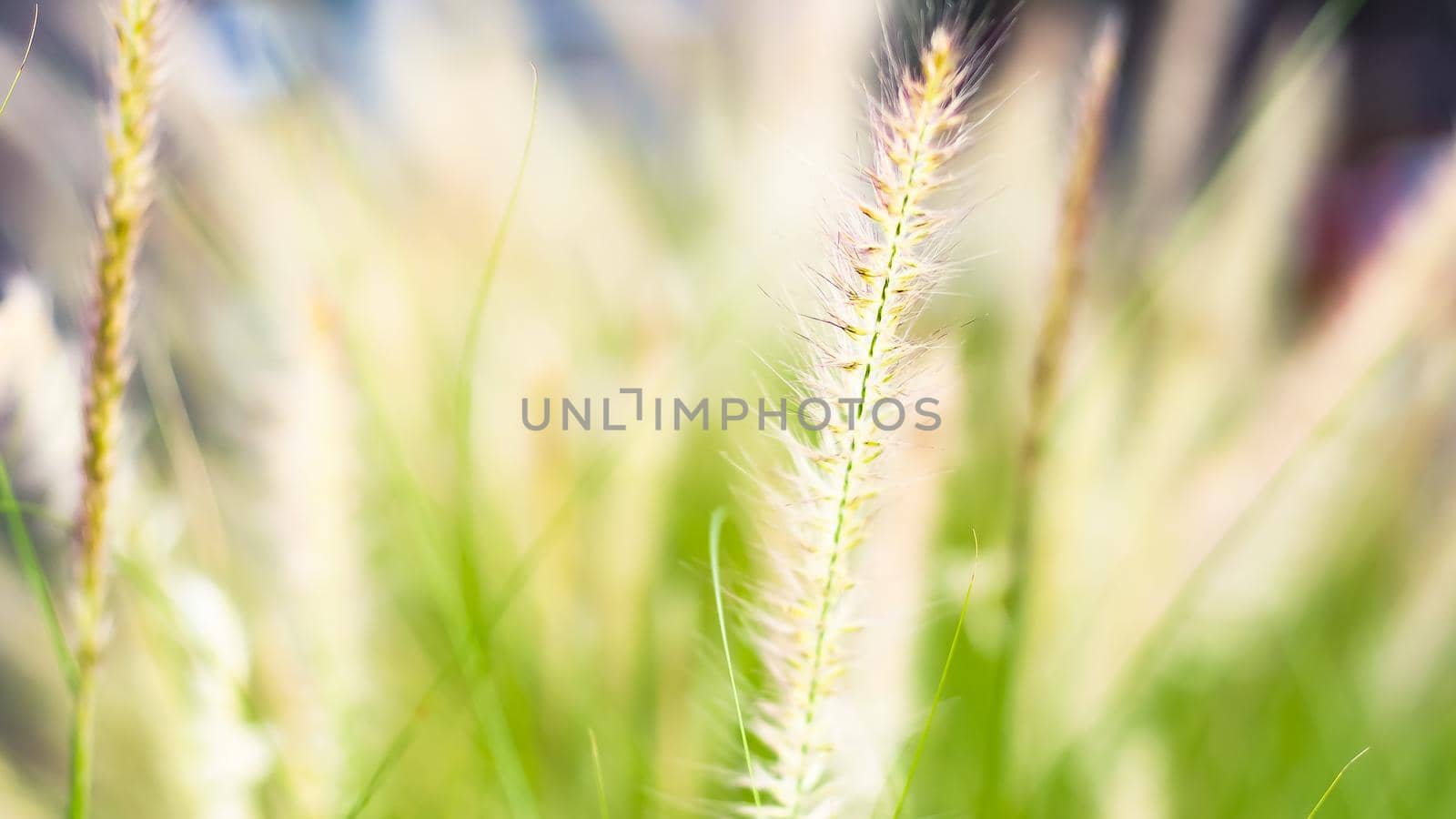 vintage background wild grass flowers, nature beautiful, toning design spring nature, sun plants by Petrichor