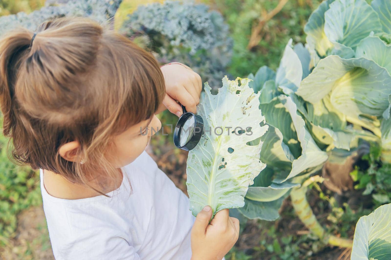 Child with a magnifying glass in his hands. Selective focus.