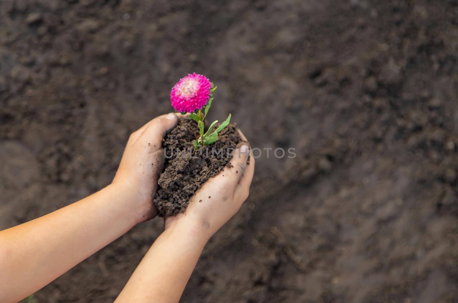 A child in the garden plants a flower. Selective focus. by yanadjana