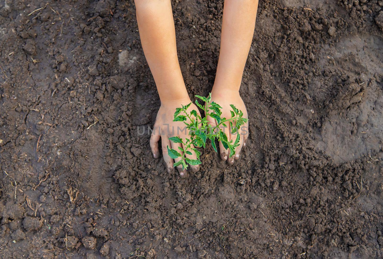 A child in the garden plants a plant. Selective focus. by yanadjana