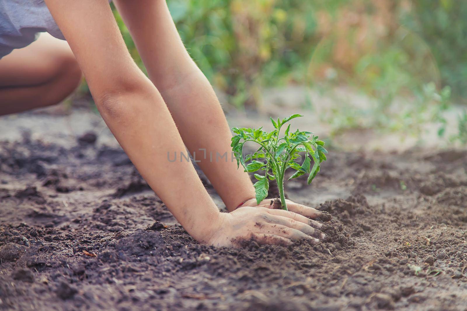 A child in the garden plants a plant. Selective focus. nature.