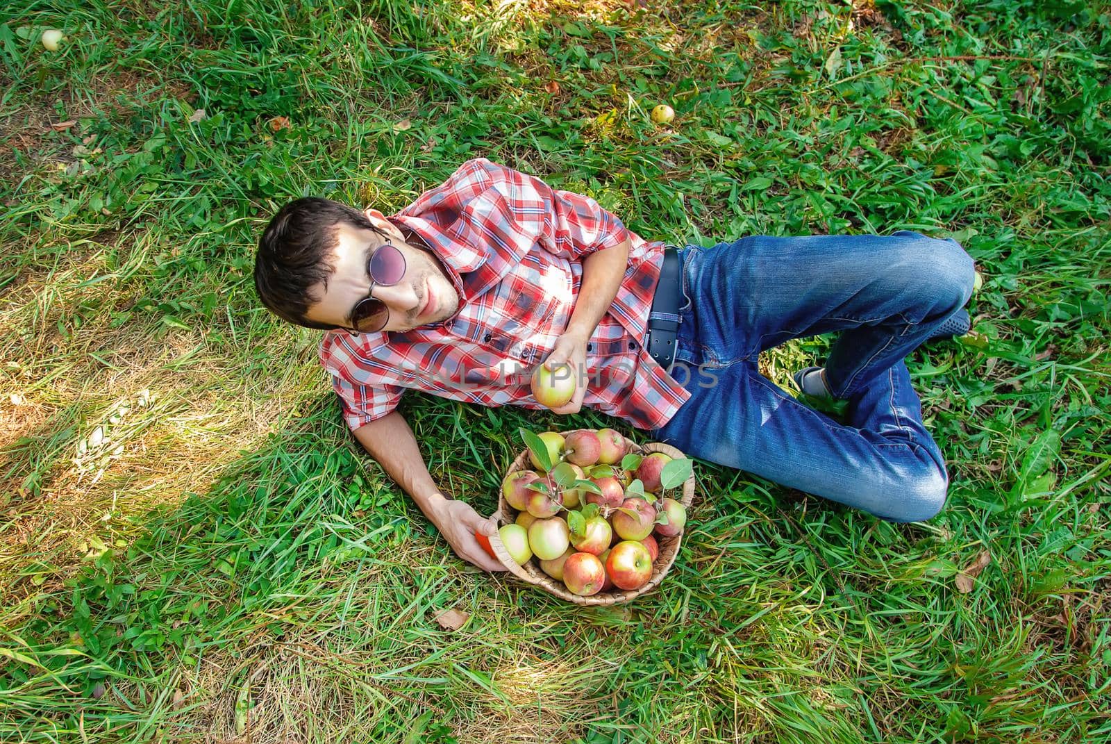 Man gardener picks apples in the garden in the garden. Selective focus.