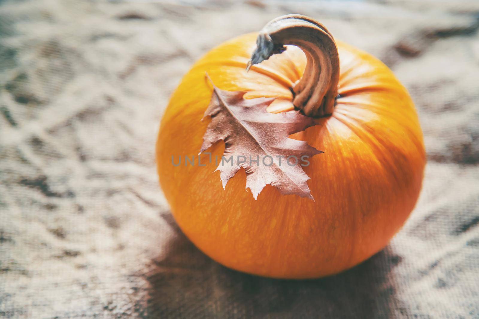 Autumn background with pumpkin. Thanksgiving Day. Selective focus. nature.