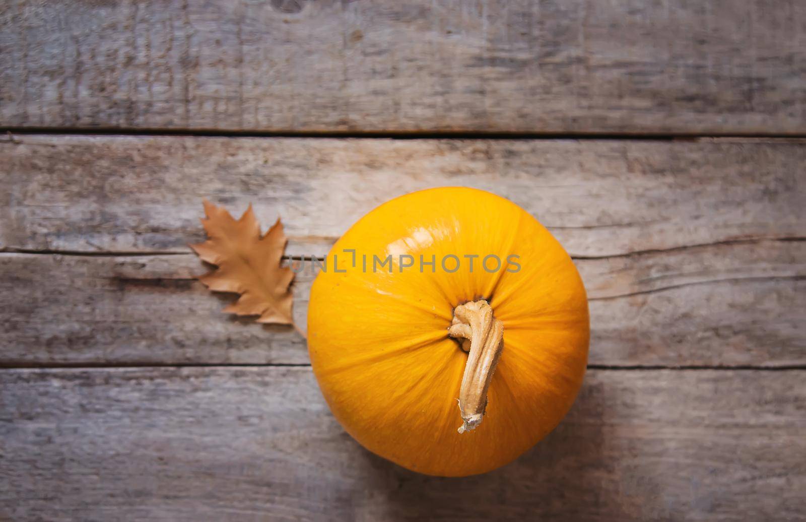 Autumn background with pumpkin. Thanksgiving Day. Selective focus. by yanadjana