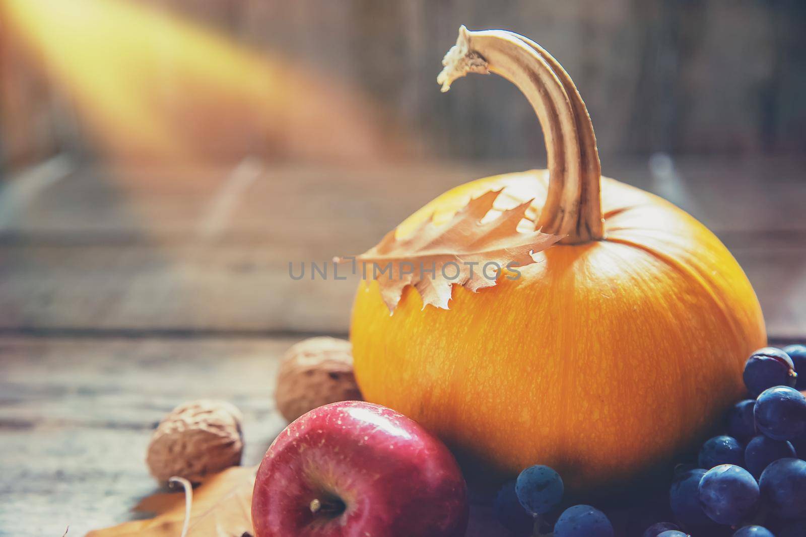 Autumn background with pumpkin. Thanksgiving Day. Selective focus. by yanadjana