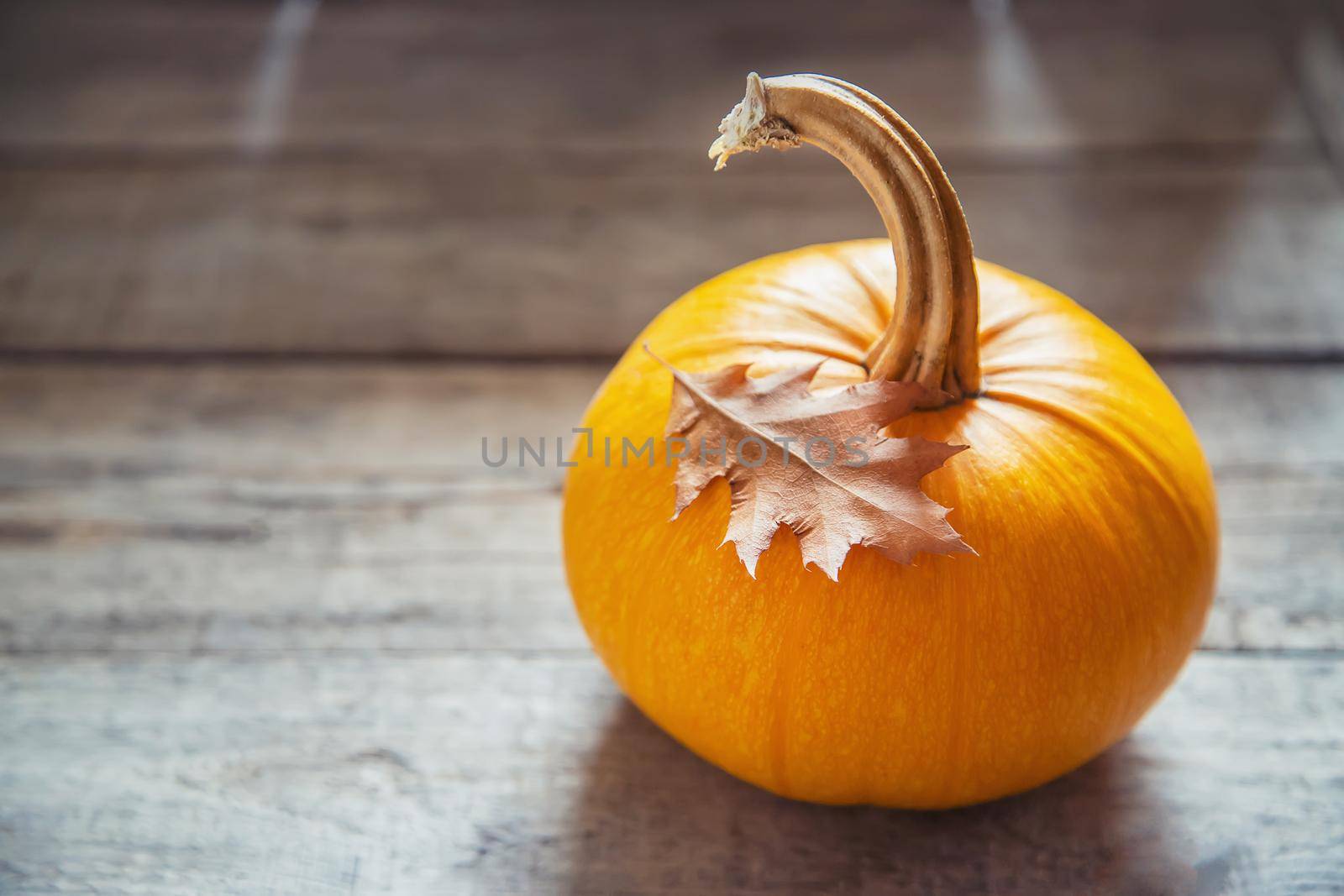 Autumn background with pumpkin. Thanksgiving Day. Selective focus. by yanadjana