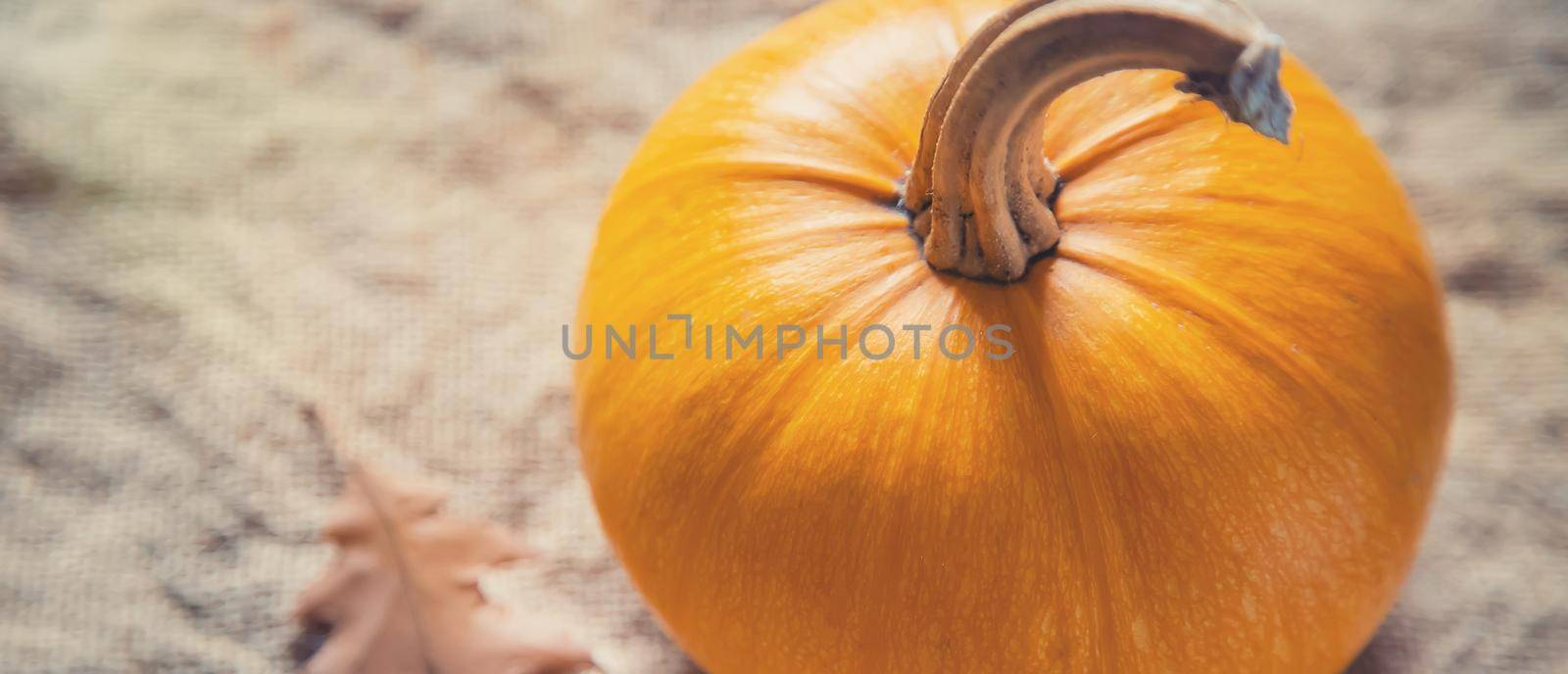 Autumn background with pumpkin. Thanksgiving Day. Selective focus. nature.