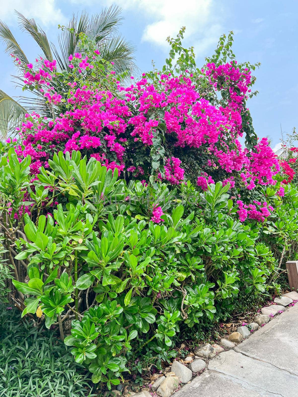 Bougainvillea flowers are decorated in the garden part.
