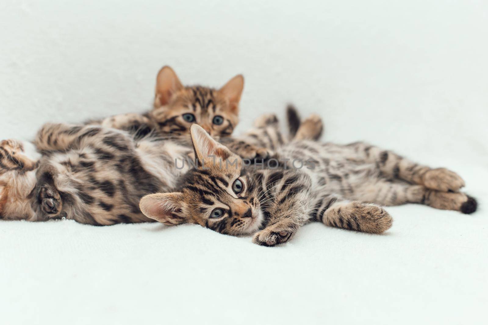 Three cute one month old kittens on a furry white blanket.