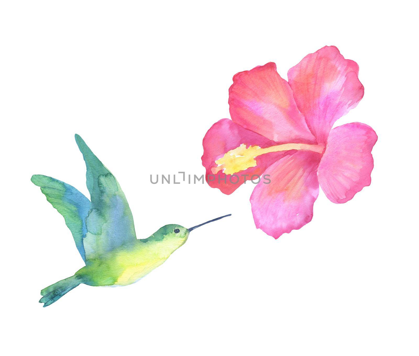 Watercolor tropical green hummingbird and flower hibiscus isolated on a white background. Hand drawn Sketch.