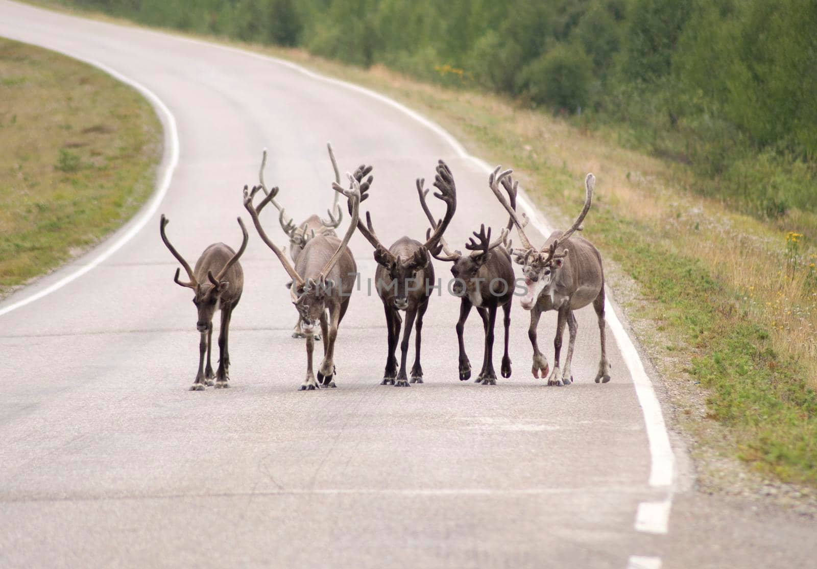 reindeer walking in a group on the road in Lapland, natural background. High quality photo