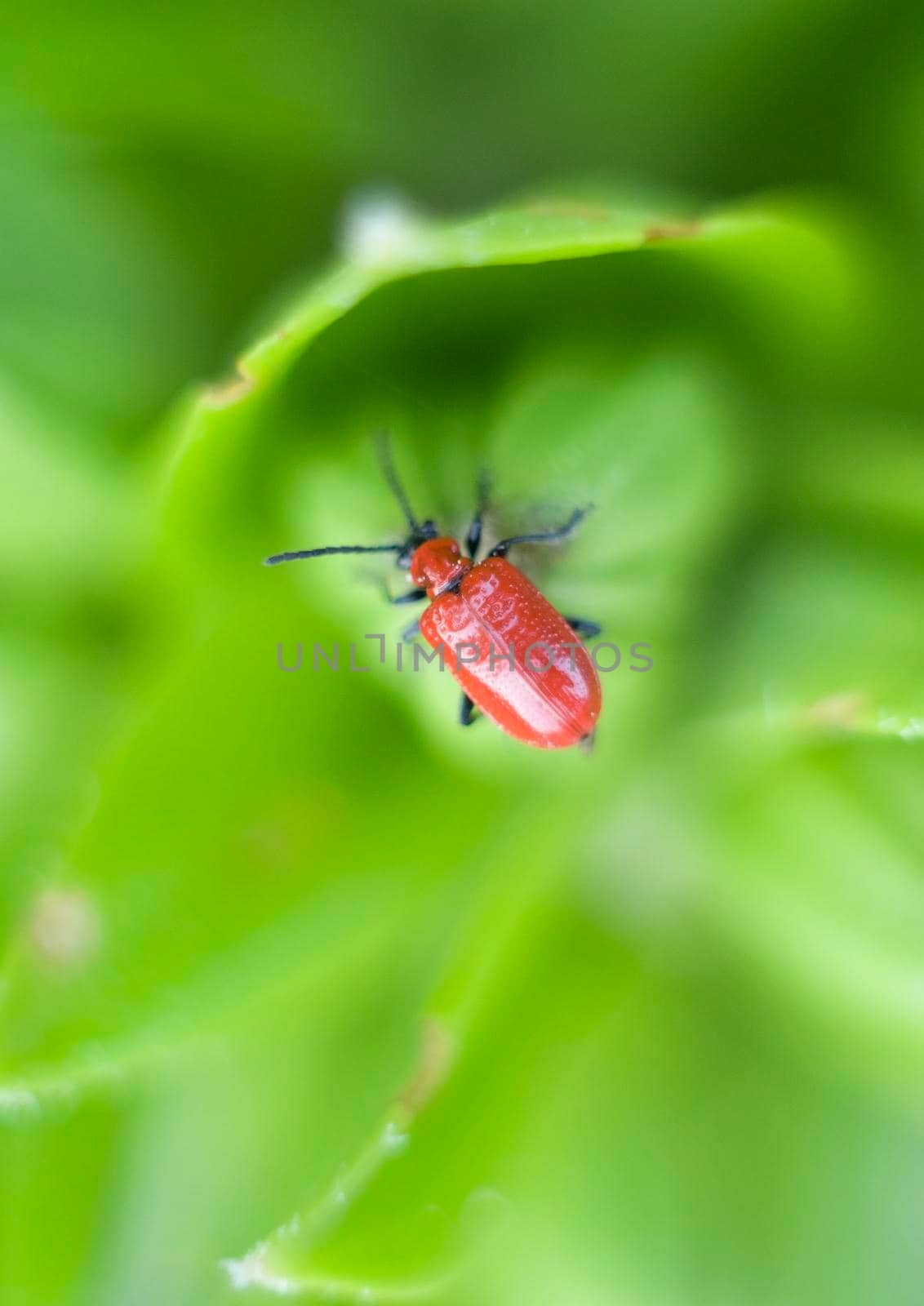 Lily Beetle on Lily, macro, selective focus, red beetle on a green lily bud