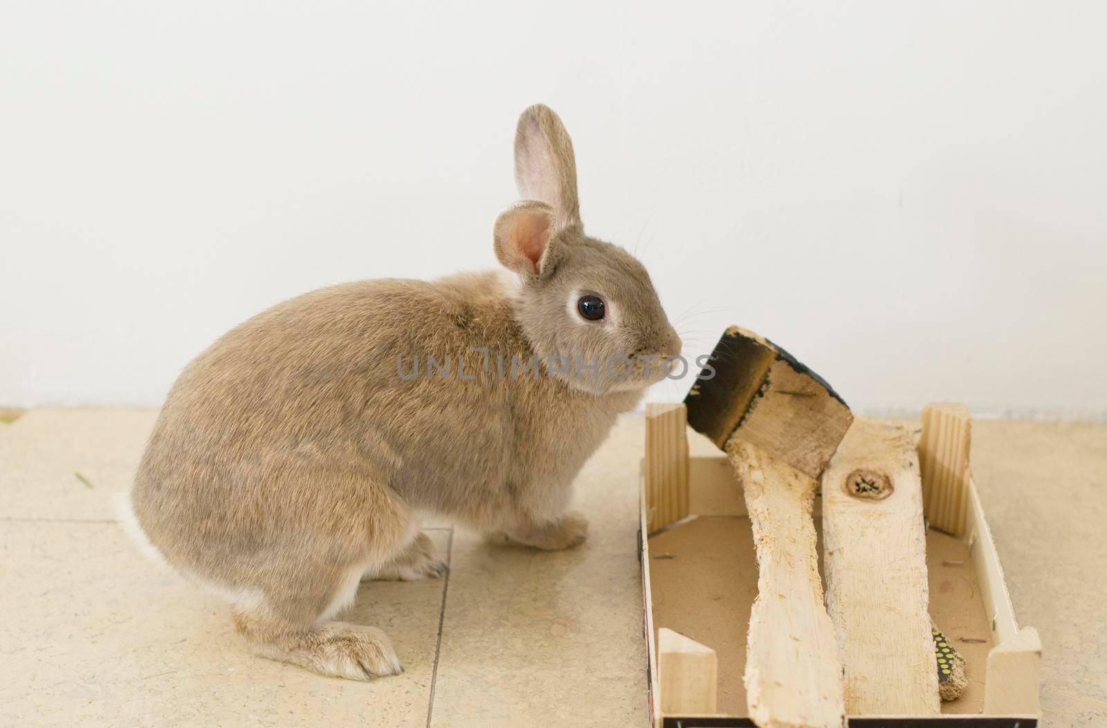 portrait of a fluffy beige rabbit, gnaws on a wooden box, sharpens teeth, pet, cute animal, easter bunny, symbol. High quality photo