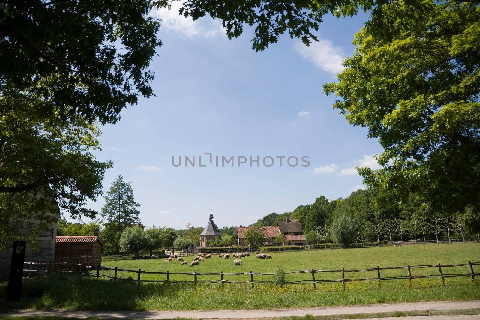 brown sheep graze on an open green meadow in a farming area, rural life, countryside landscape, A flock of sheep grazes on a green pasture on a sunny day, High quality photo