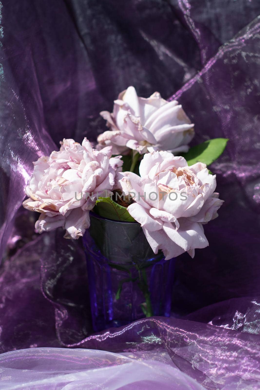 lilac roses in a blue glass on a chair against a background of purple chiffon fabric, still life in natural light, a beautiful design of Novalis roses. High quality photo