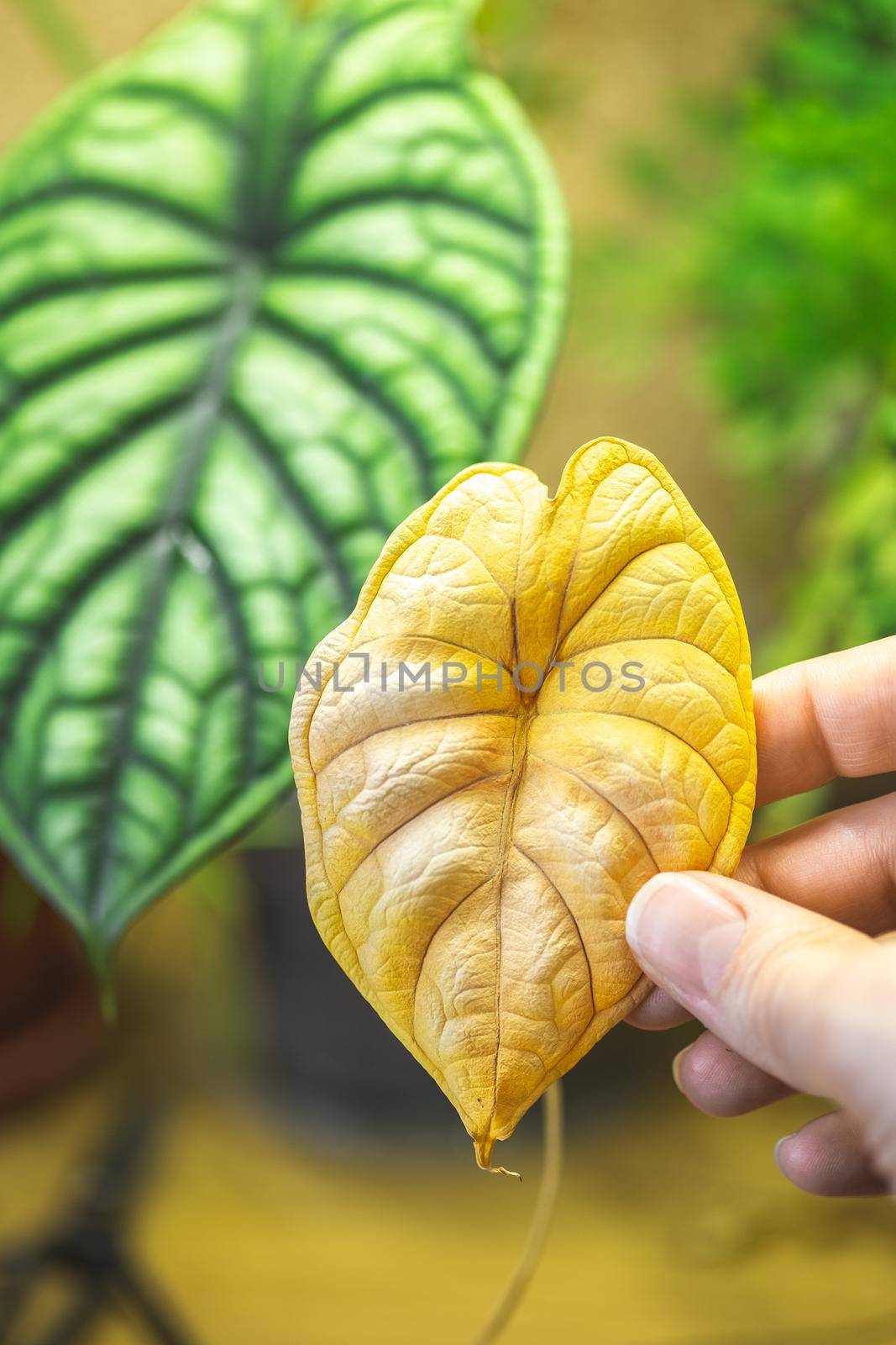 Alocasia Baginda Dragon Scale has an old yellow leaf. It is normal to drop old leaves when it grows a new one