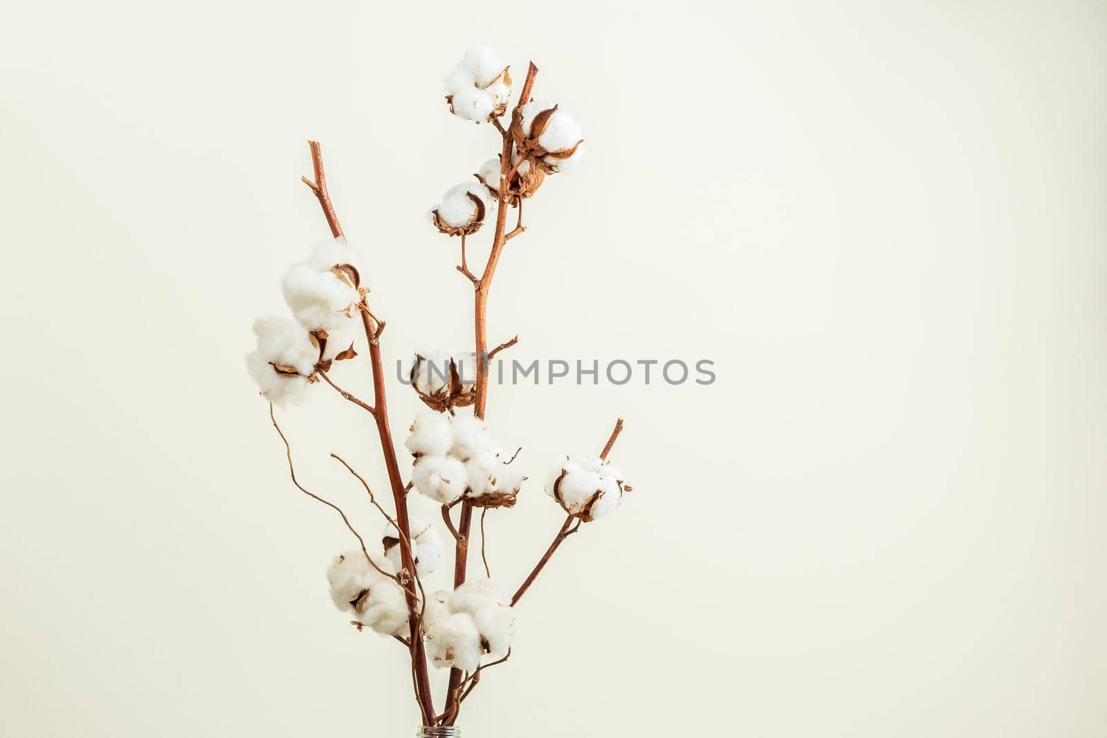 Cotton flower branch bouquet on light beige background
