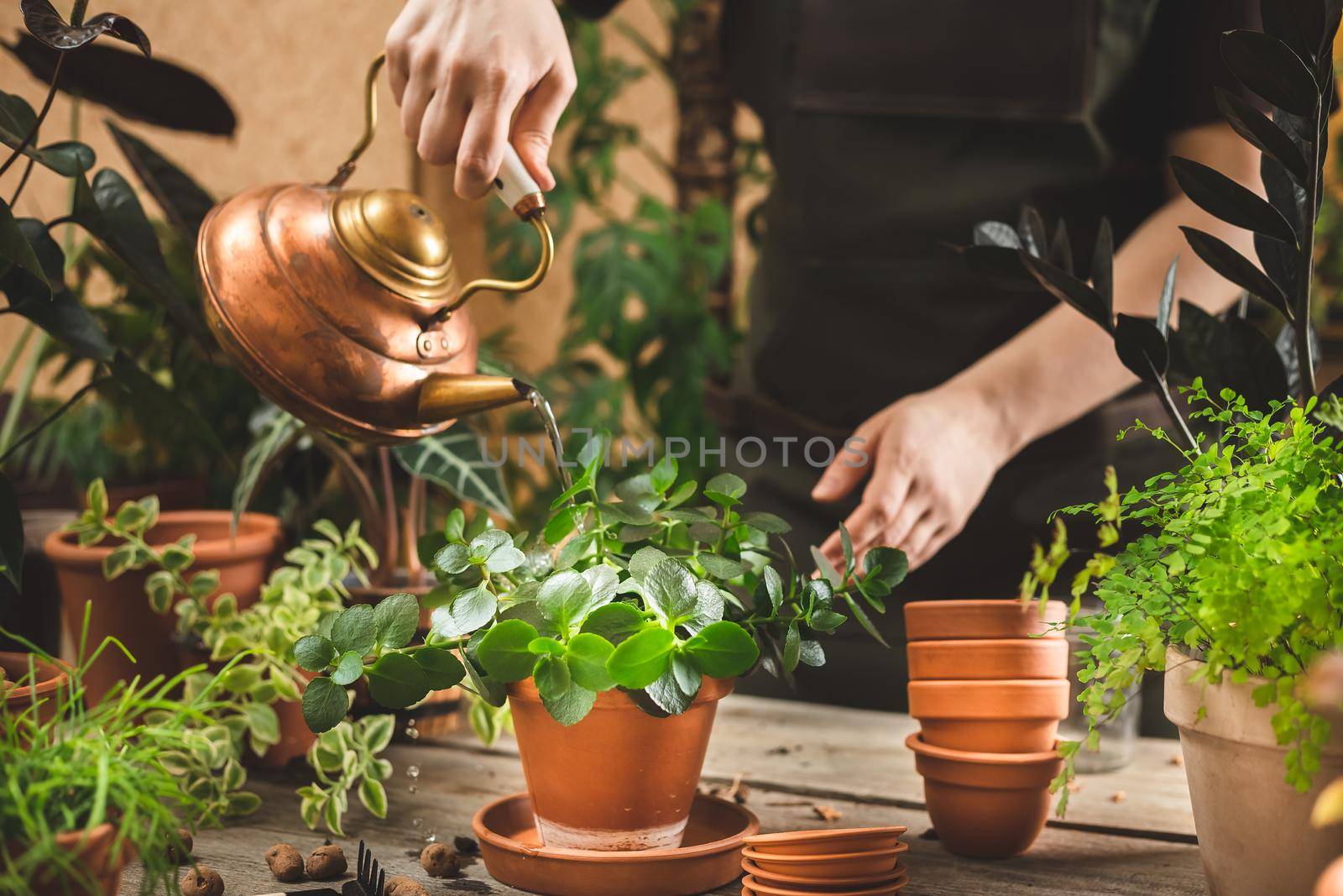 Female gardener wearing apron watering potted houseplant in greenhouse using a copper vintage teapot. Springtime plant care concept