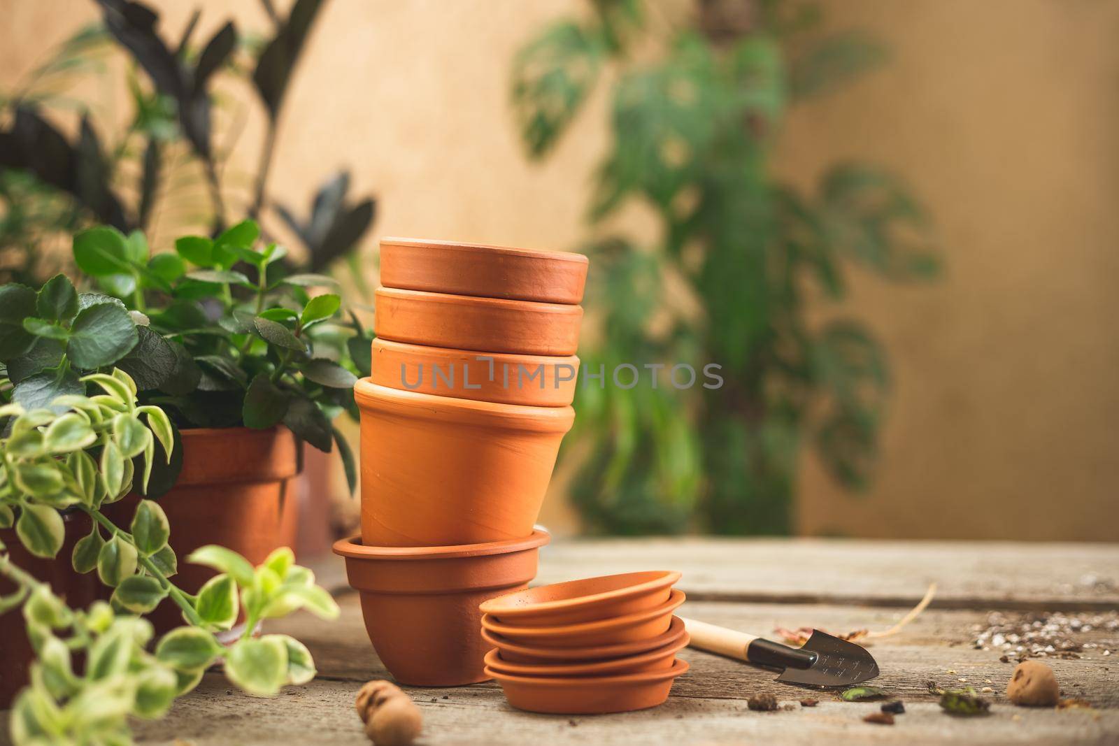 Stack of small ceramic terra cotta pots, gardening tools for succulents, and lots of plants on the wooden table. Plant repot and care concept. Space for text