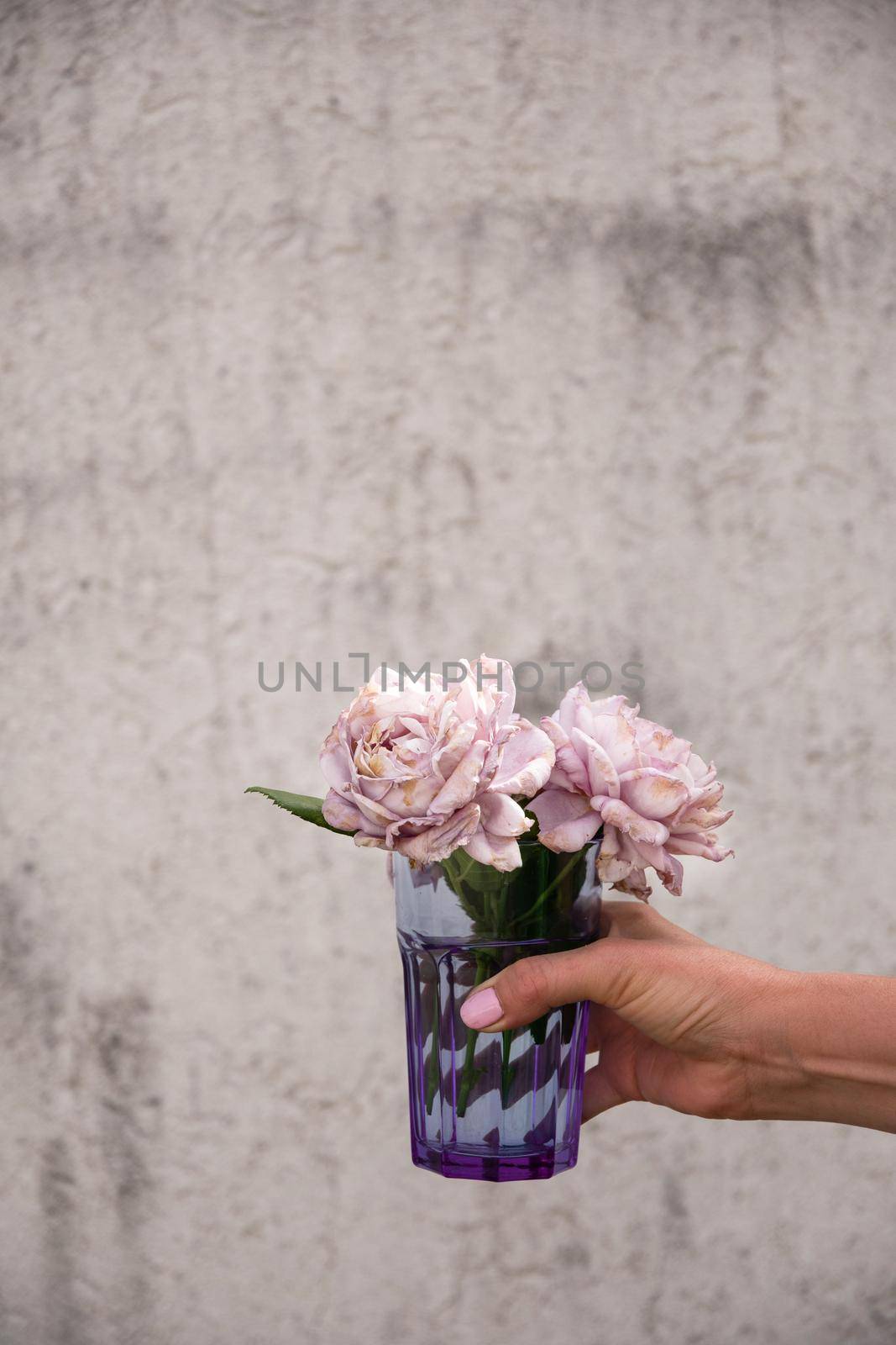 female hand holding a glass with fading buds of smoky lilac rose on a gray wall background. High quality photo