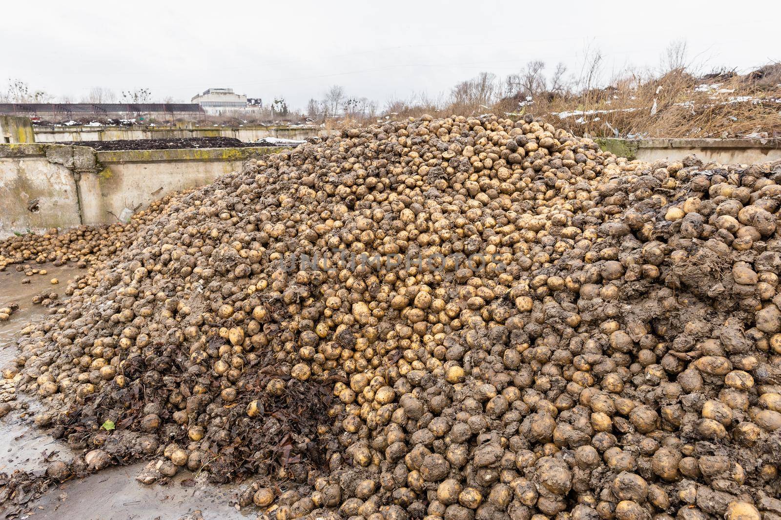 Pile of potatoes organic waste at compost plant by Syvanych