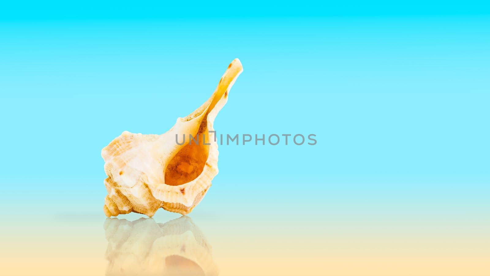 Florida Horse Conch Sea shell on blue and yellow gradient background with reflection. Summer seaside vacation concept 