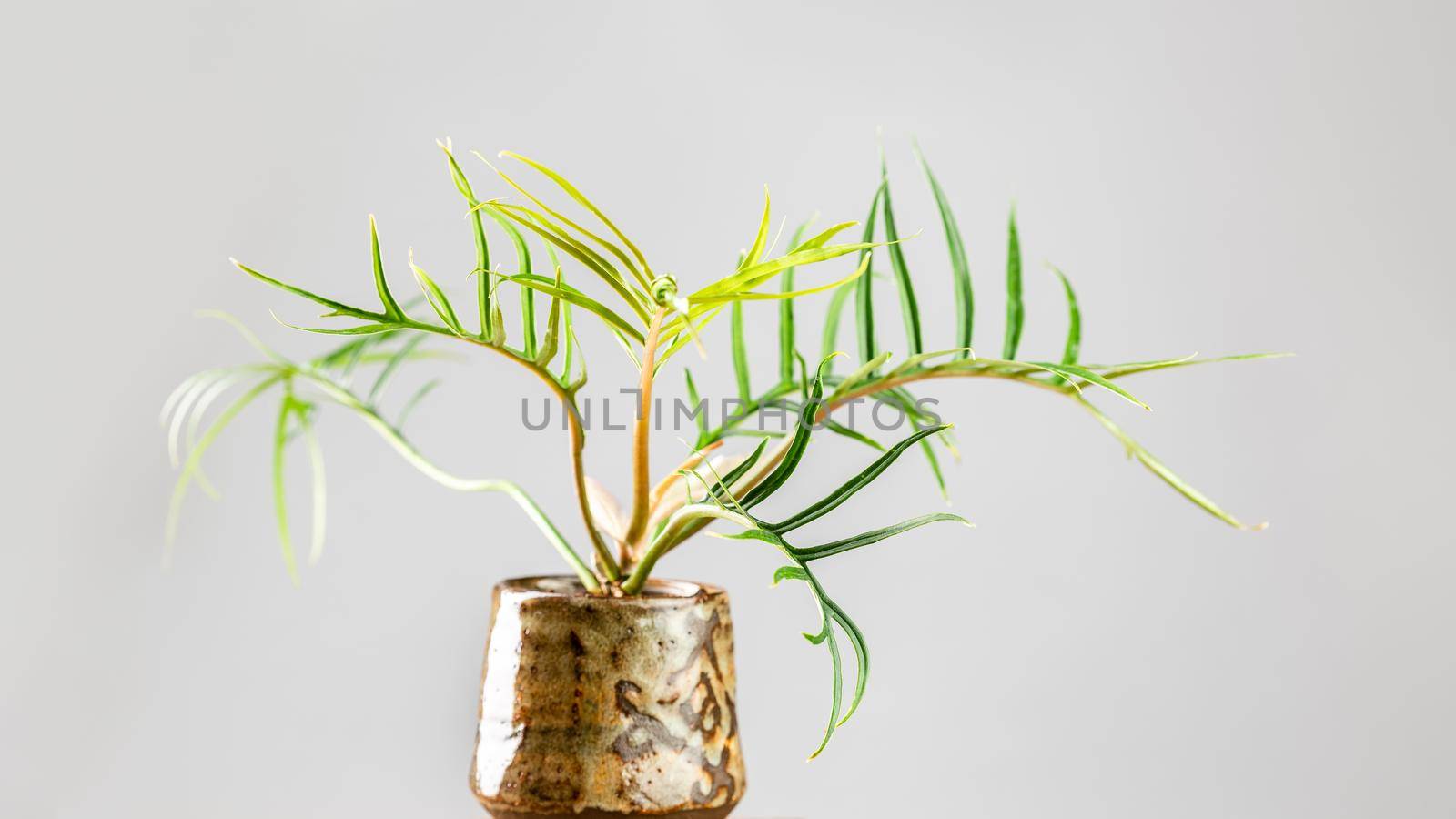 Philodendron Tortum plant with palm like leaves  by Syvanych