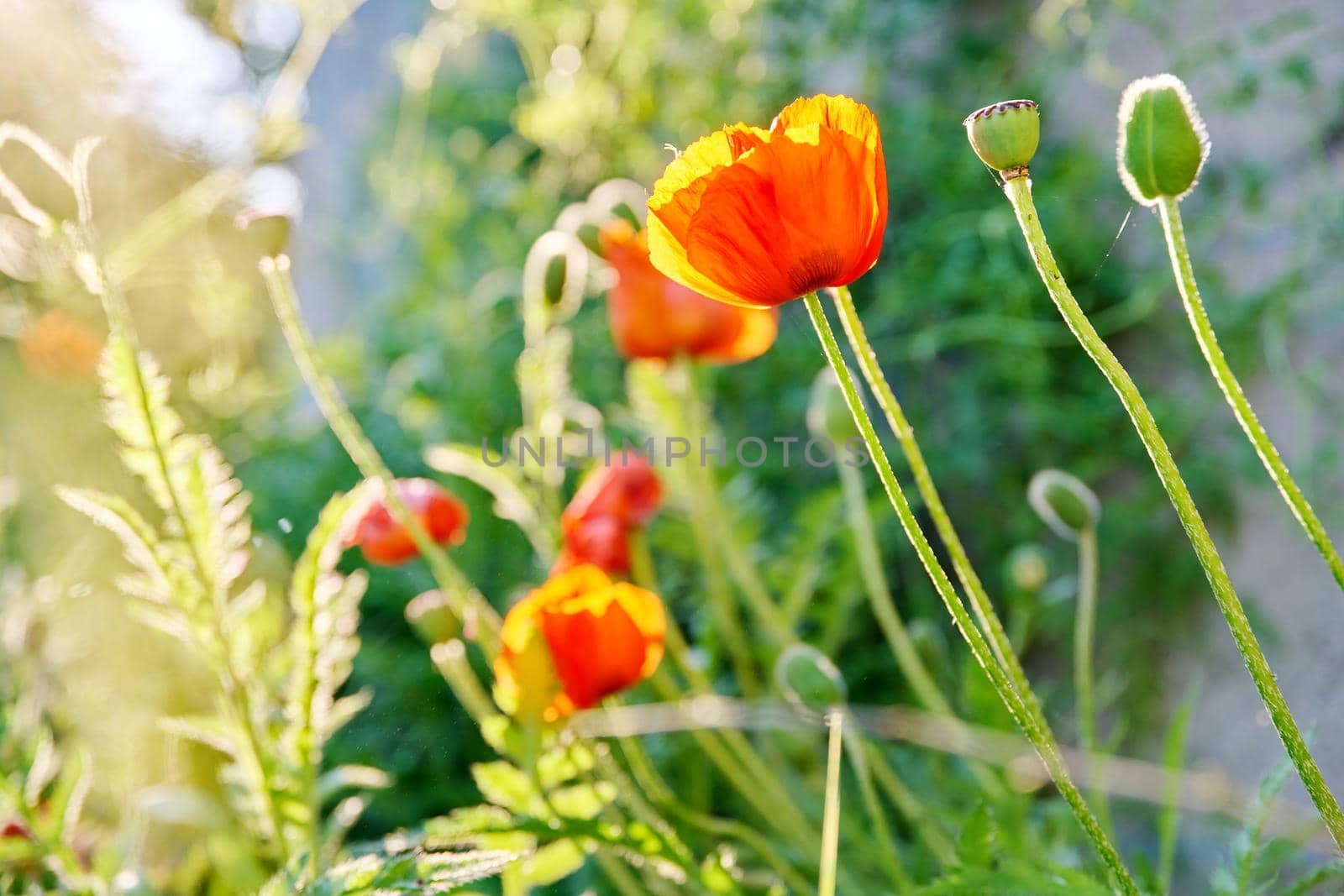 Large decorative red poppies blooming in a flower bed, in yellow sunset light. Spring, summer, beauty of nature concept