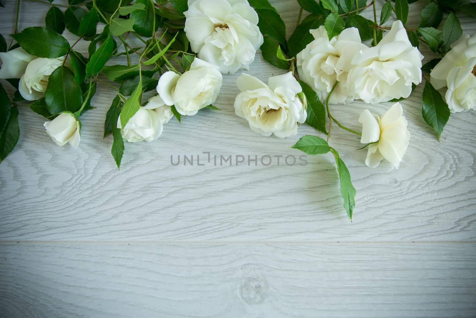 beautiful background of many white roses on a light wooden