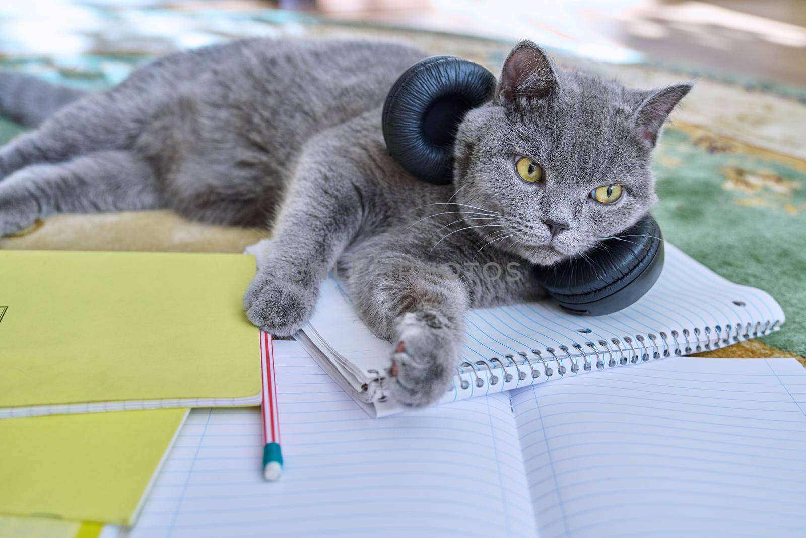 Cat in headphones sleeping lying on textbooks notebooks with a pencil