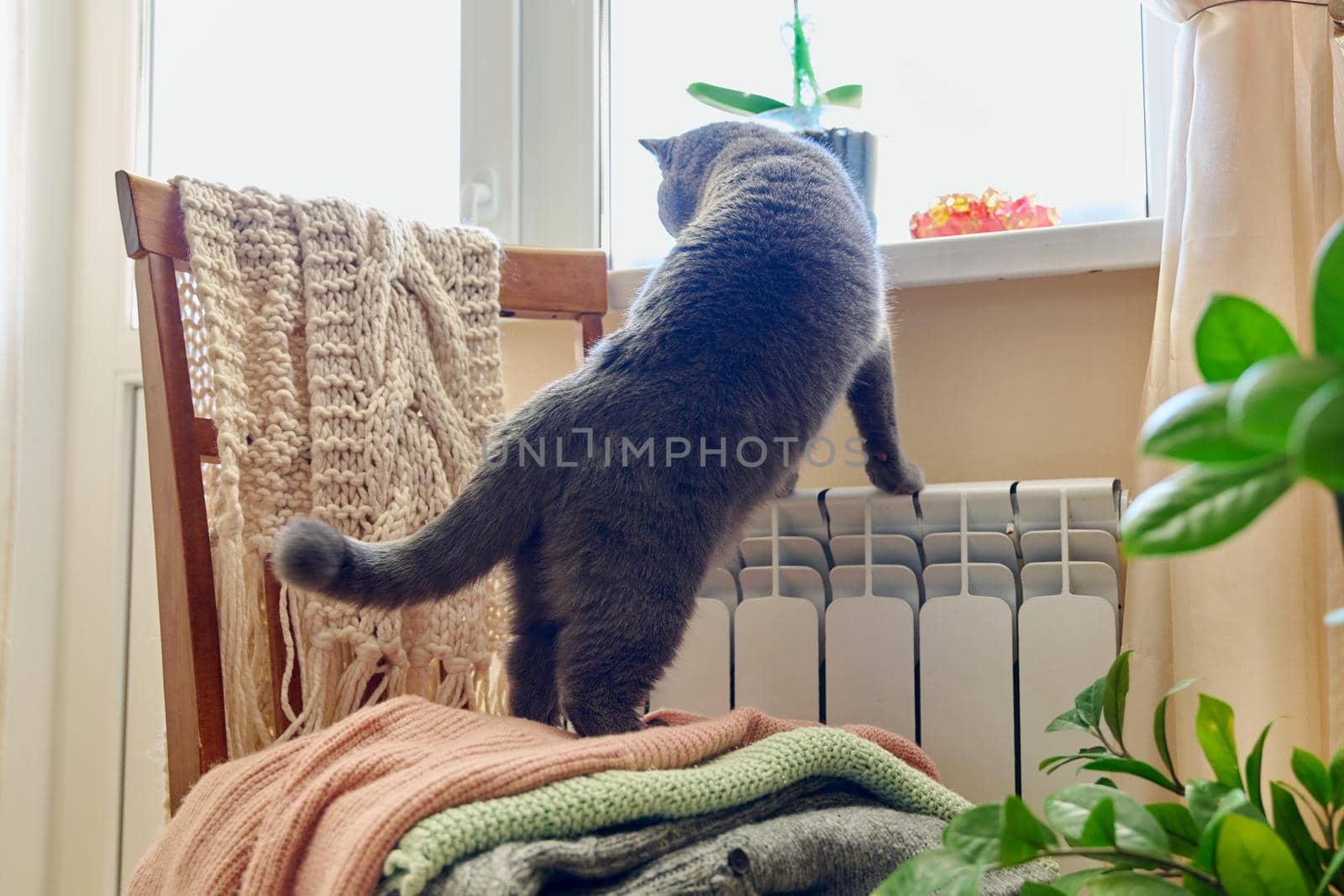Gray cat basking near heating radiator, looking out the window in cold autumn winter season. Heating season, cold autumn winter, pets concept