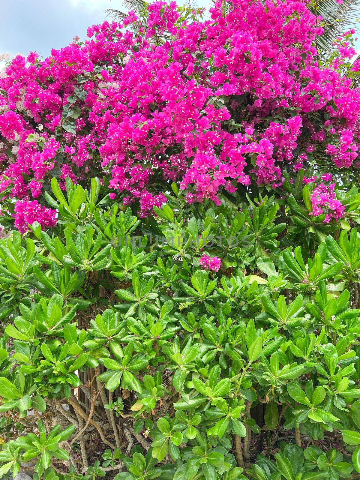 Blooming bougainvillea flowers background