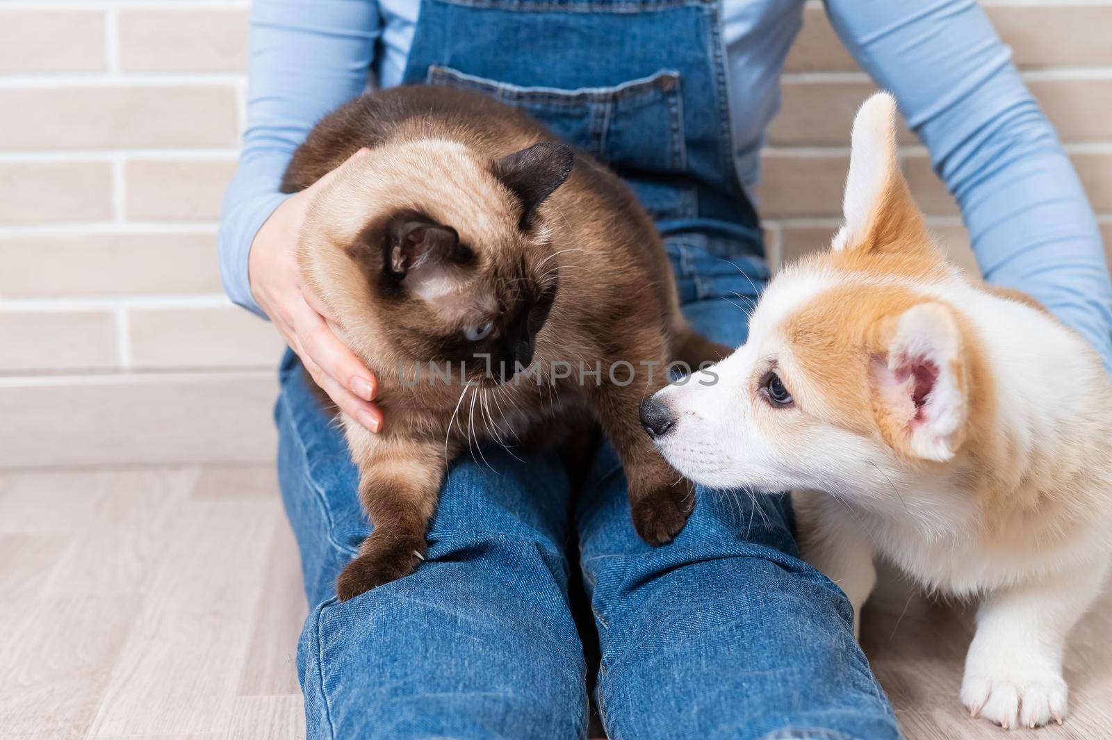 A woman is holding a Thai cat and a Welsh Corgi puppy