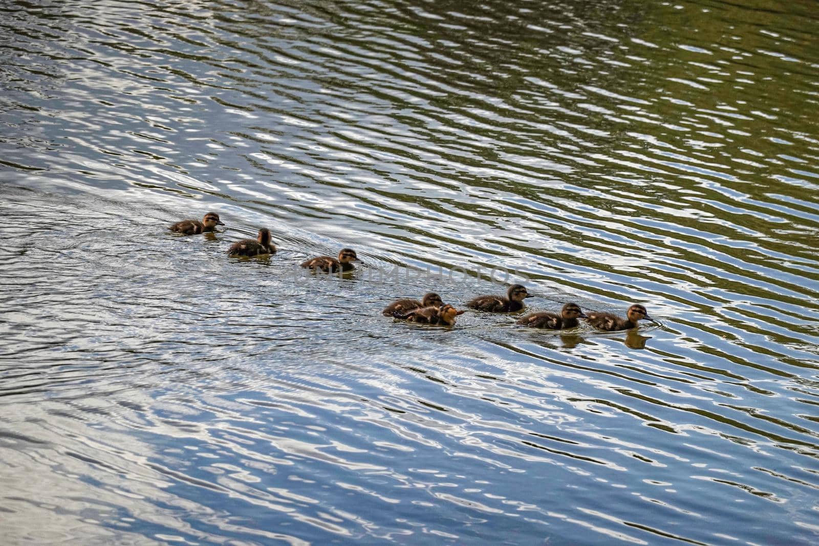 the little ducklings swim on the river in the Park