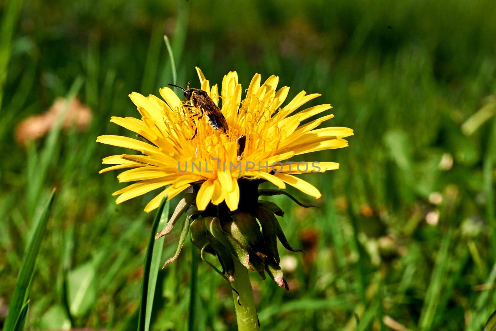 a widely distributed weed of the daisy family, with a rosette of leaves, bright yellow flowers followed by globular heads of seeds with downy tufts, and stems containing a milky latex.