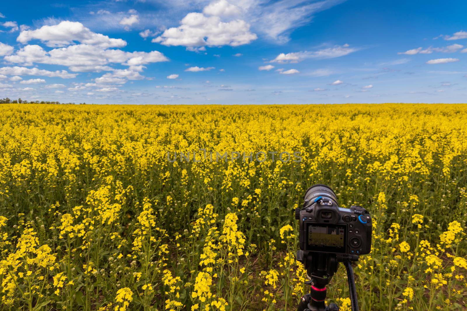 modern professional mirrorless camera on tripod shooting yellow field on tripod, closeup with selective focus