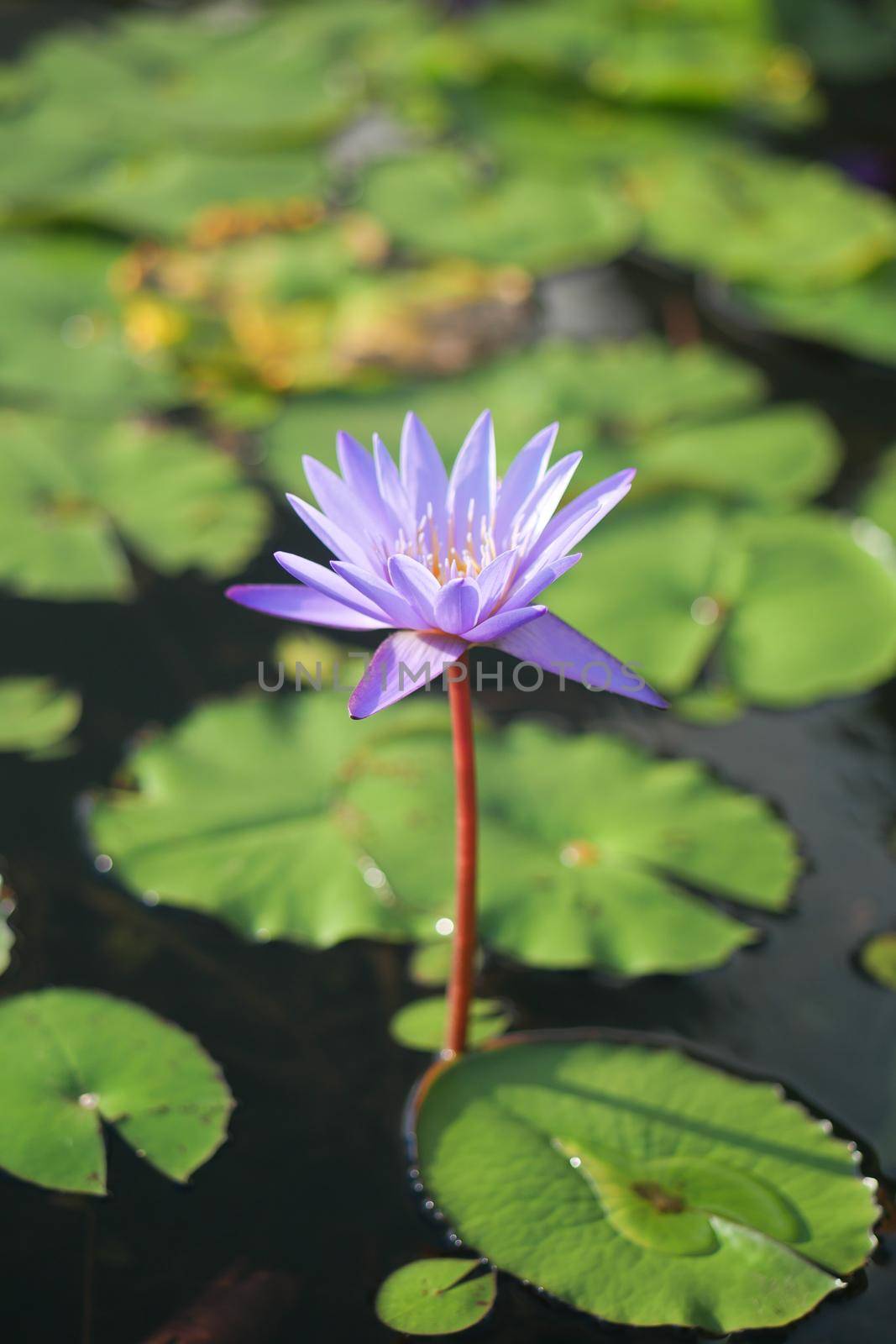 purple color water lily or lotus flower