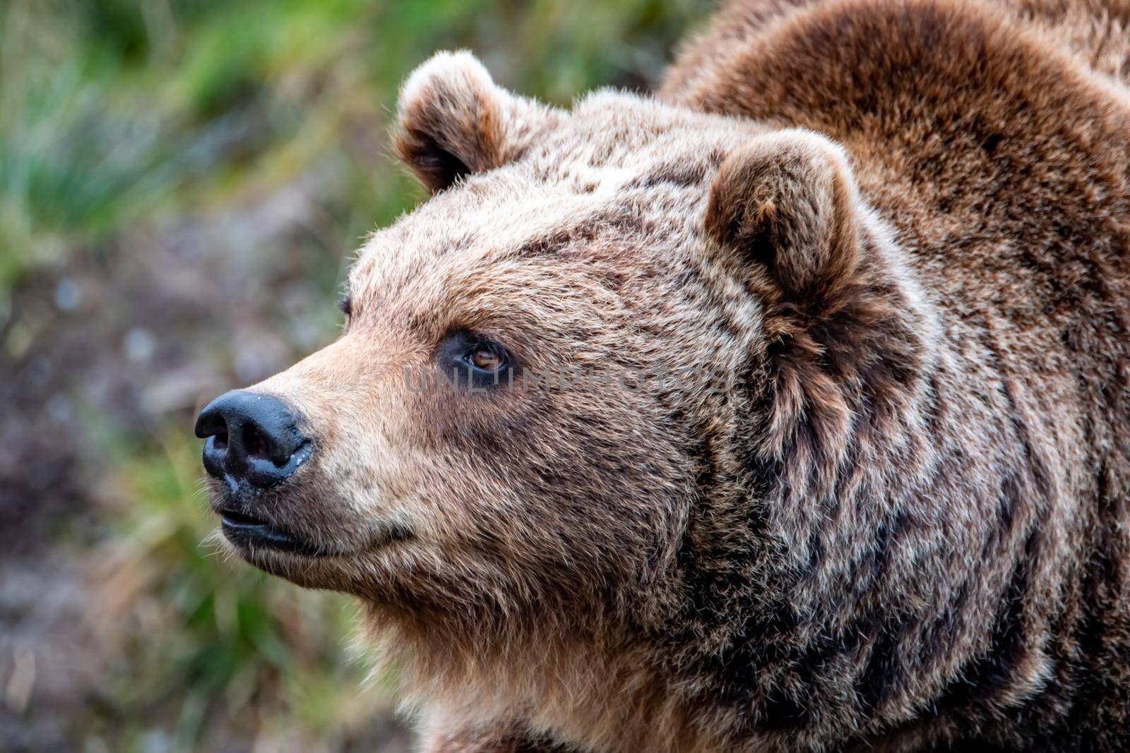 Close up big brown bear in spring forest.