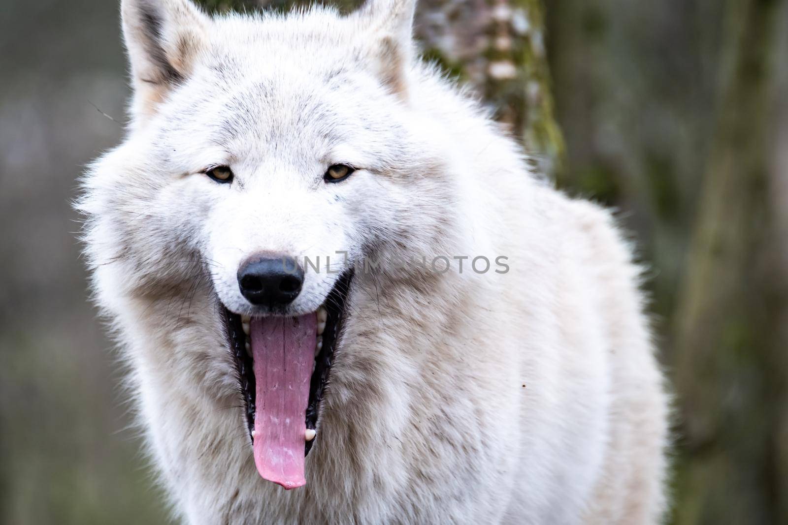 Close up of an adult white wolve roaming in the forest.