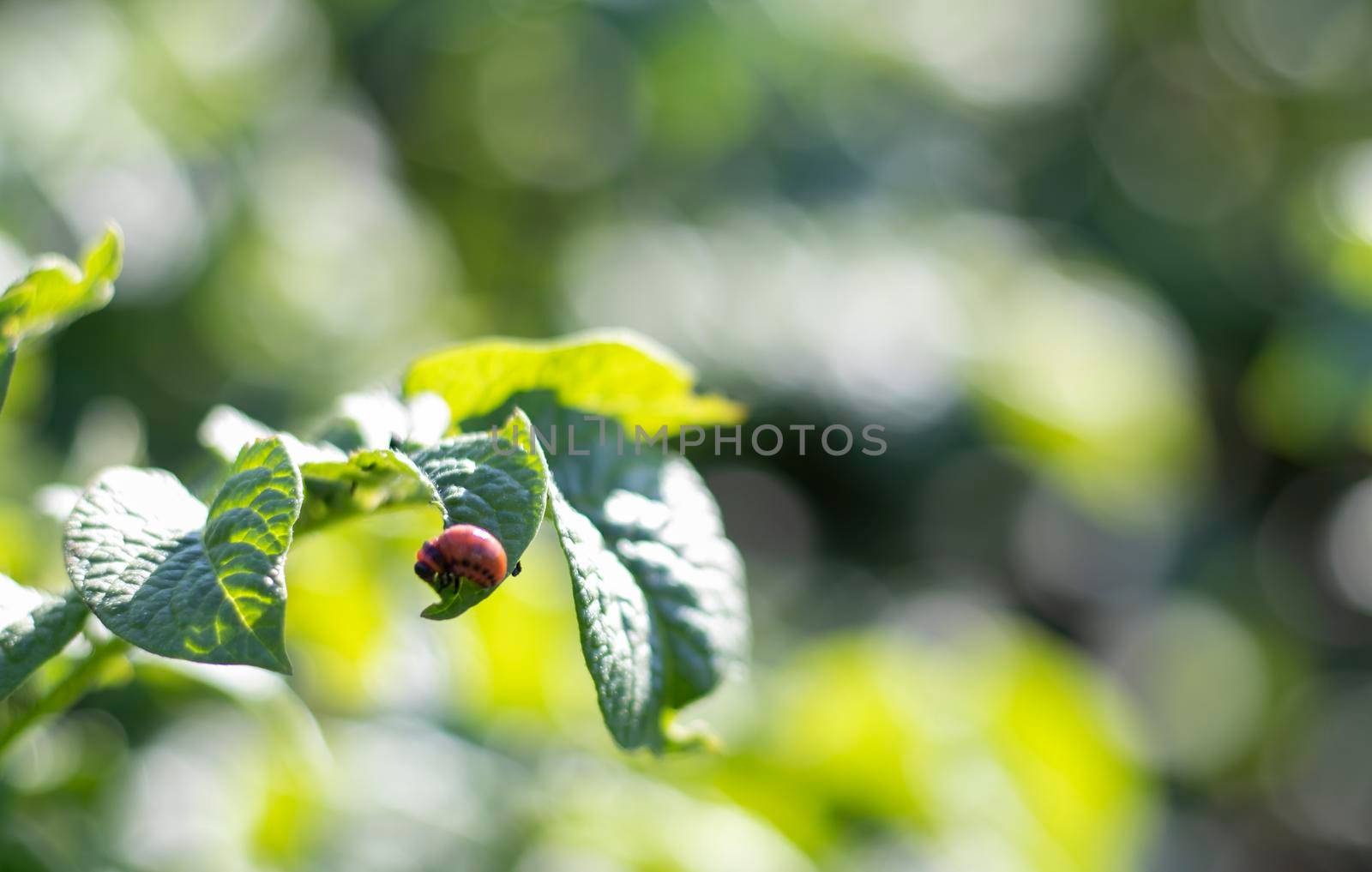 The Colorado beetle larva on potato leaves destroys potato plants and causes great damage to farms. Selective focus. Leptinotarsa decemlineata on a leaf. Dangerous pest for agriculture