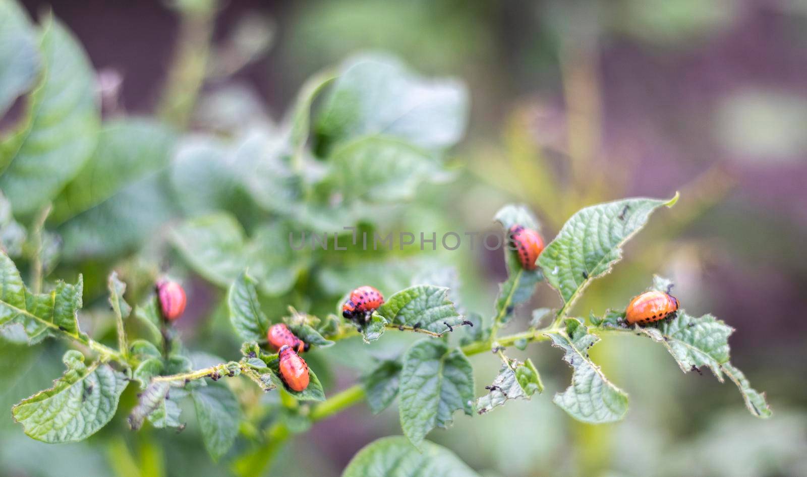 Close-up of a Colorado striped beetle larva on damaged potato leaves. Leptinotarsa Decemlineata. Serious potato pest in garden sunlight. The larvae of the Colorado potato parasite eat the leaves